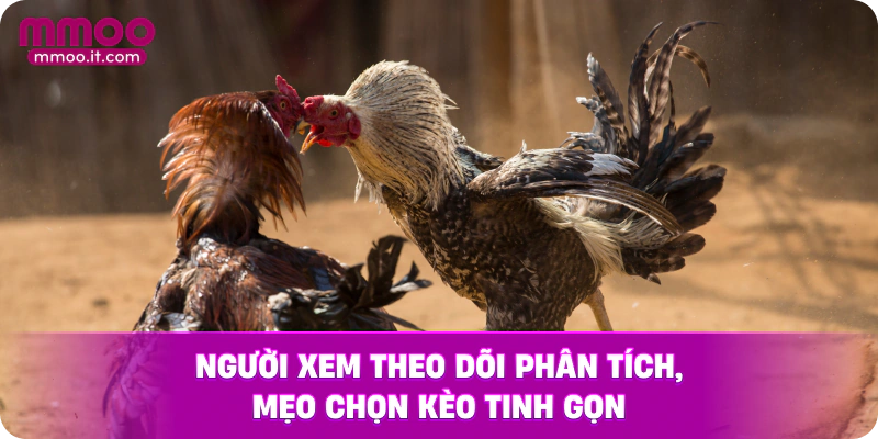 Người xem theo dõi phân tích, mẹo chọn kèo tinh gọn.